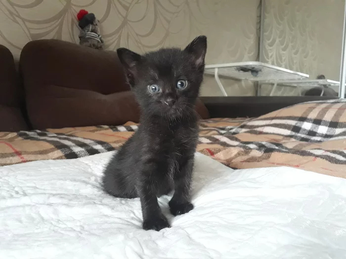 Kitten is looking for owners! - My, Kittens, cat, Pet, Animals, Pets, In good hands, Longpost, Moscow, No rating