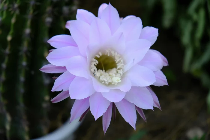 The cactus blossomed - My, Flowers, Blooming cacti, Cactus, Echinopsis cactus, cactus flower, The photo, Bloom