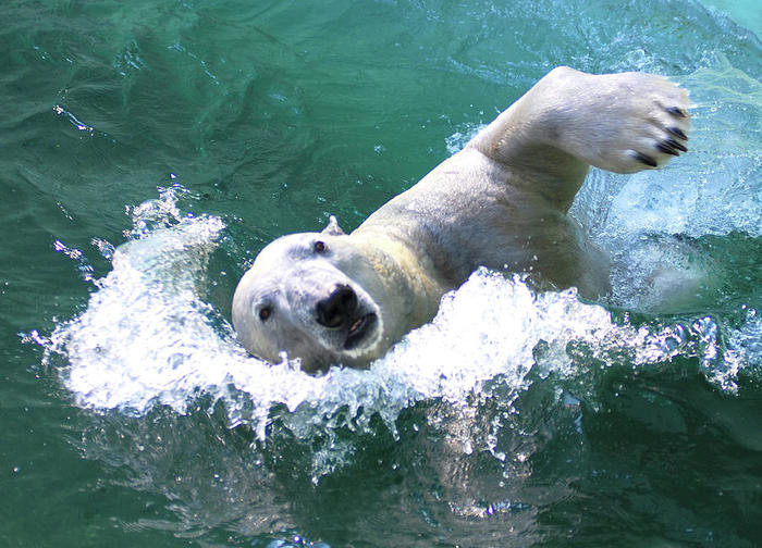 Иду на рекорд