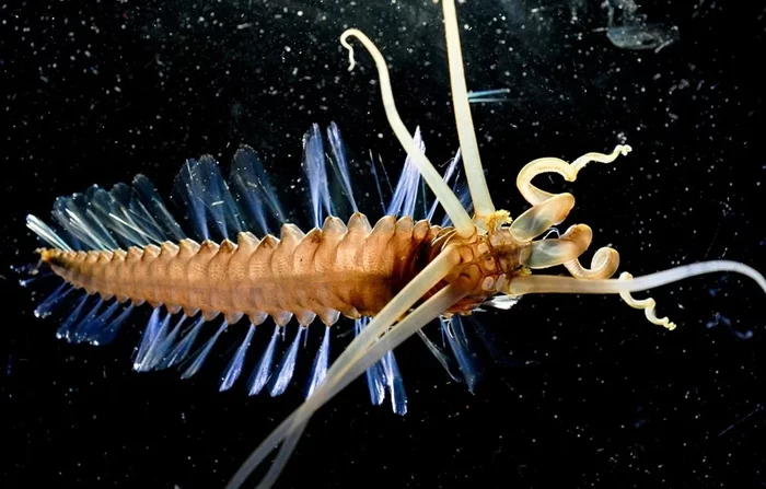 Squidworm: A creature from the abyss of the ocean about which there is minimal information - Worm, Depth, Ocean, Animals, Yandex Zen, GIF, Longpost