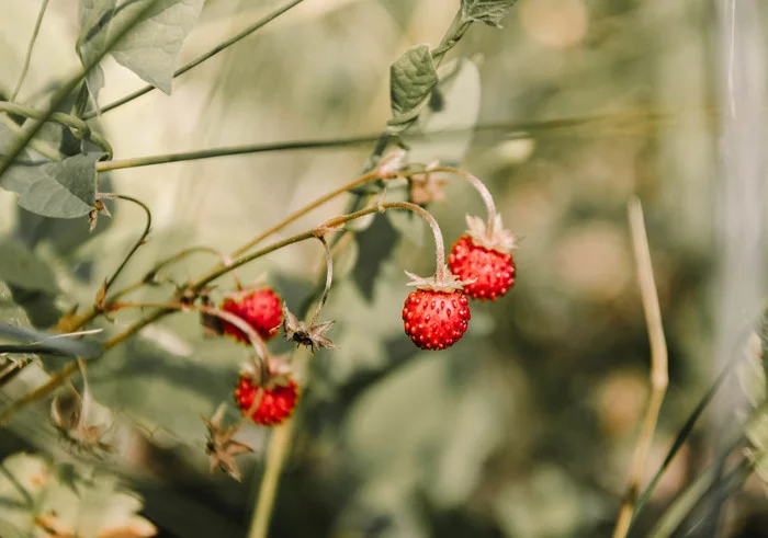 And in the green grass... - My, Berries, Nature, Strawberry, Macro photography, Landscape, Summer, Nikon d7000, Longpost