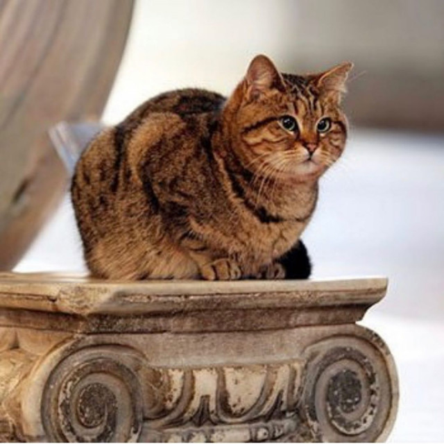 Gli, the famous cat of Hagia Sophia - Turkey, Temple, Mosque, Saint Sophie Cathedral, Istanbul, Longpost, cat