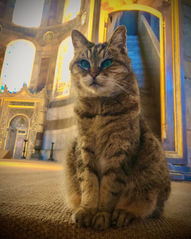 Gli, the famous cat of Hagia Sophia - Turkey, Temple, Mosque, Saint Sophie Cathedral, Istanbul, Longpost, cat