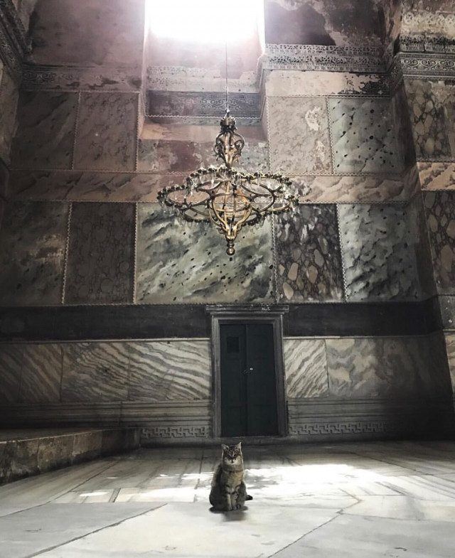 Gli, the famous cat of Hagia Sophia - Turkey, Temple, Mosque, Saint Sophie Cathedral, Istanbul, Longpost, cat