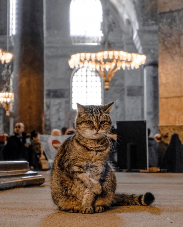 Gli, the famous cat of Hagia Sophia - Turkey, Temple, Mosque, Saint Sophie Cathedral, Istanbul, Longpost, cat