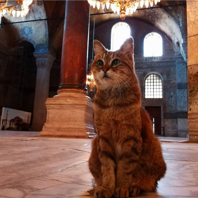 Gli, the famous cat of Hagia Sophia - Turkey, Temple, Mosque, Saint Sophie Cathedral, Istanbul, Longpost, cat