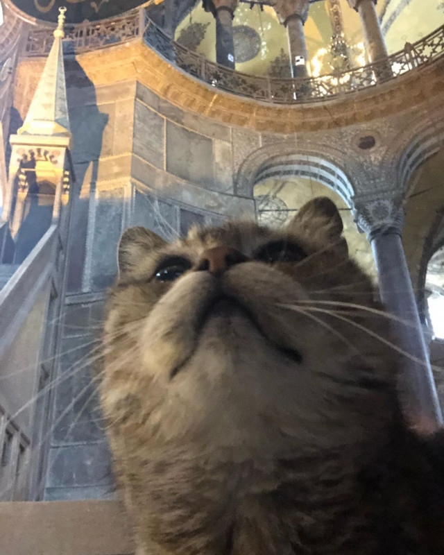 Gli, the famous cat of Hagia Sophia - Turkey, Temple, Mosque, Saint Sophie Cathedral, Istanbul, Longpost, cat