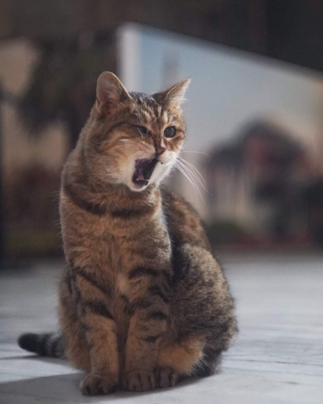 Gli, the famous cat of Hagia Sophia - Turkey, Temple, Mosque, Saint Sophie Cathedral, Istanbul, Longpost, cat