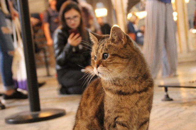 Gli, the famous cat of Hagia Sophia - Turkey, Temple, Mosque, Saint Sophie Cathedral, Istanbul, Longpost, cat