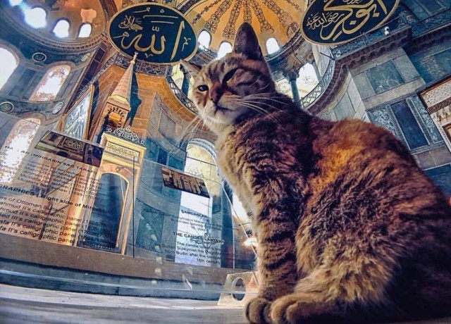 Gli, the famous cat of Hagia Sophia - Turkey, Temple, Mosque, Saint Sophie Cathedral, Istanbul, Longpost, cat