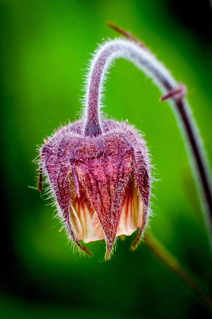 Wildflowers - My, Macro photography, Flowers, Longpost, The photo