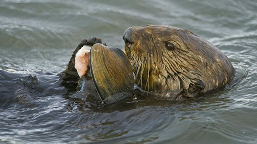 Gourmet Otter - Otter, Gourmet, Longpost