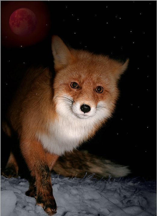 10 facts about foxes - Fox, Facts, Animals, Interesting, Longpost