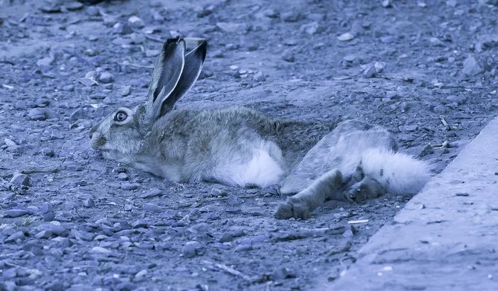 How did I go to heaven - Artur Murzakhanov, Reserve, Hare, Hedgehog, Animals, State Inspector, Longpost, Reserves and sanctuaries