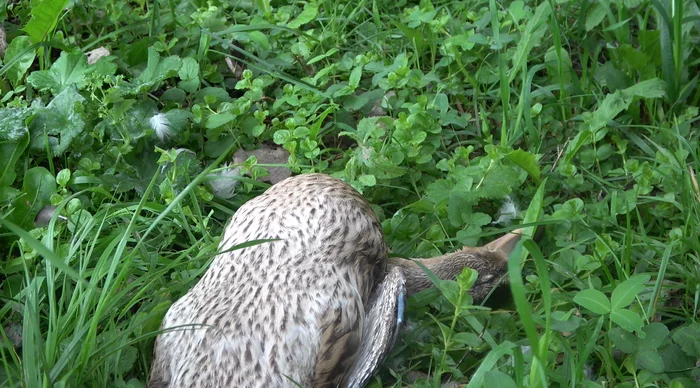 In South Butovo, a flock of stray dogs killed a family of ducks on a pond - My, Wild ducks, Stray dogs, Butovo, Dog attack, Protection of Nature, Negative, Video, Longpost