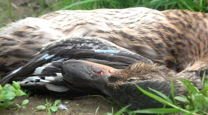 In South Butovo, a flock of stray dogs killed a family of ducks on a pond - My, Wild ducks, Stray dogs, Butovo, Dog attack, Protection of Nature, Negative, Video, Longpost