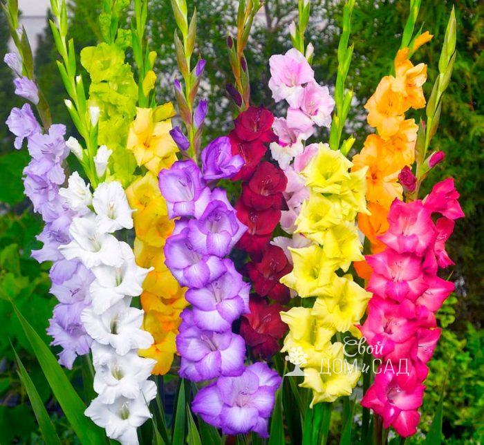 Gladioli - My, Gladiolus, Flowers, Birthday