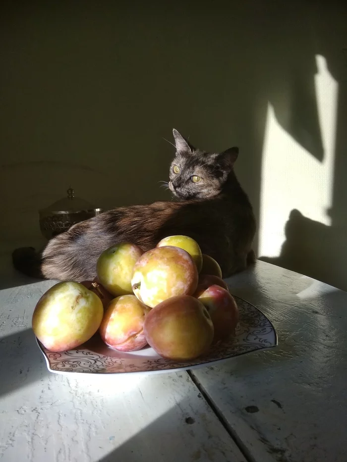 Craving for beauty. Cat, plums - My, cat, The sun, Plum