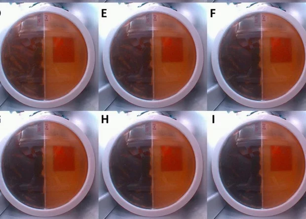 Mushroom shield will protect astronauts from radiation - Space, ISS, Radiation, Space exploration, Cosmonautics, Longpost