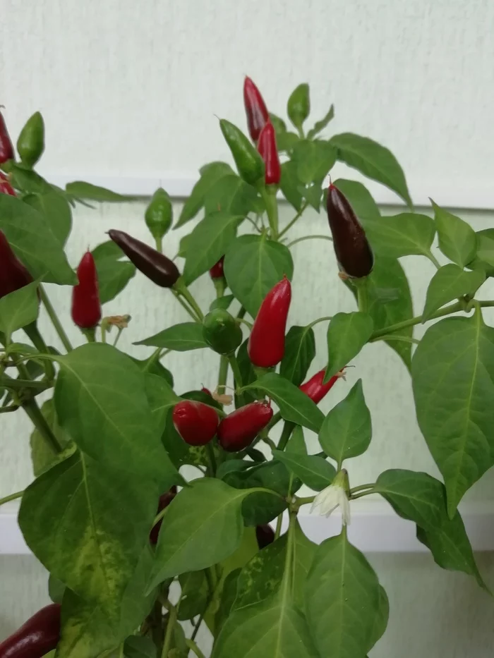 Hot peppers - My, Pepper, Hot peppers, Friday, Longpost