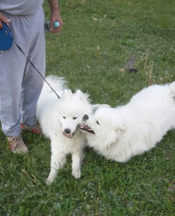 Friends on a walk - My, Dog, Dogs and people, Samoyed, Friend of human, Friends, Longpost