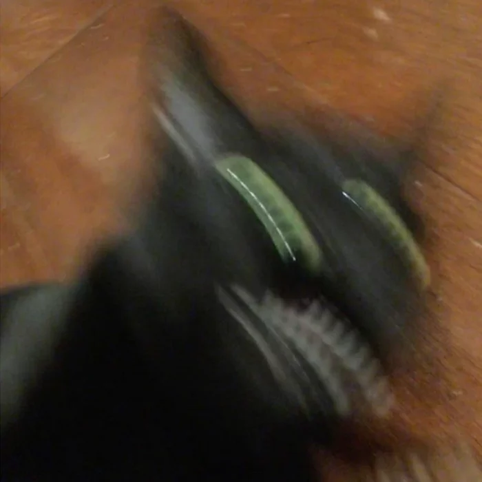 Sketches of shitty blurry cats. Part 2 - My, Friday tag is mine, cat, Drawing, Illustrations, Humor, Sketch, Animals, Funny animals, Longpost