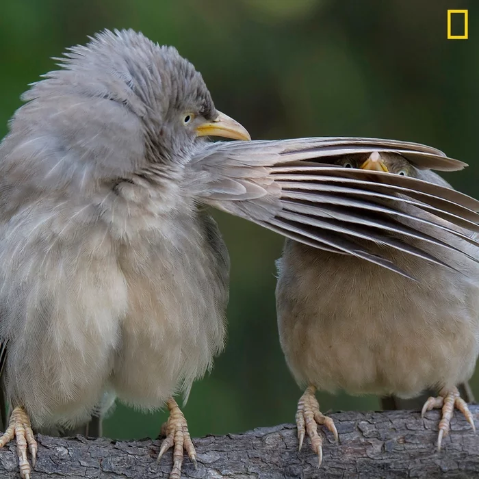 Shut up! - Birds, The photo