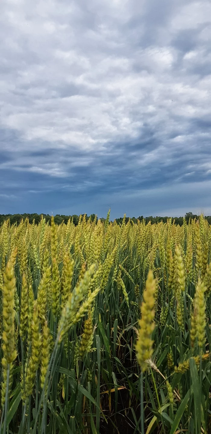 Before the rain) - My, Irkutsk region, Field, Longpost