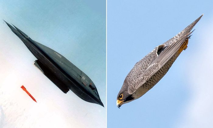 The American B-2 bomber looks like a peregrine falcon when it dives to the ground! - Peregrine falcon, Birds, Northrop B-2 Spirit, Bomber, Comparison, Form, Dive, Clearly