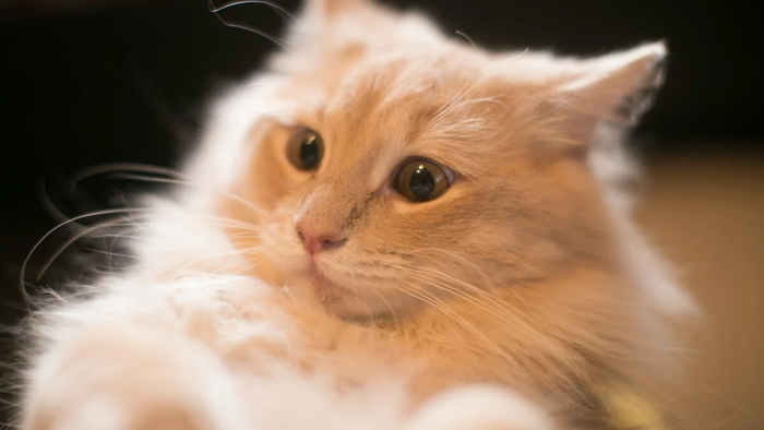 Как кошки видят наш мир? 10 особенностей зрения животных Длиннопост, Кот, Зрение