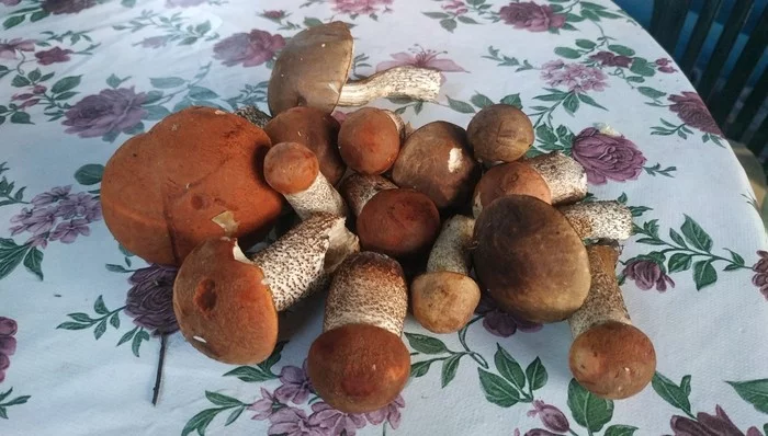 First hunt of the season - My, Silent hunt, Mushrooms