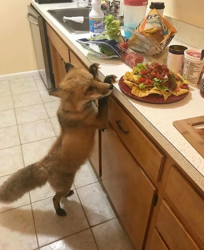 This is the right cake for a fox! - Fox, Animals, Pets, The photo, Food, Domestic fox, Nachos