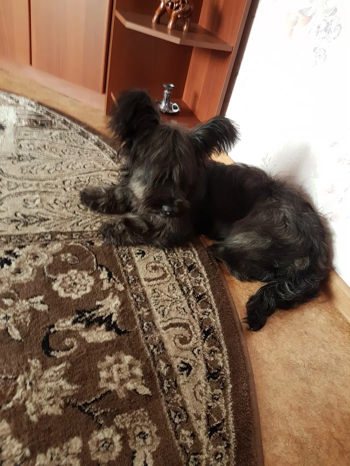 Anyone need a Skye Terrier? - My, Sky, Toy Terrier, Video, Longpost