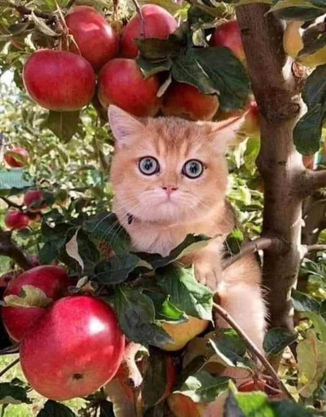 Peach in apples - cat, The photo, Garden