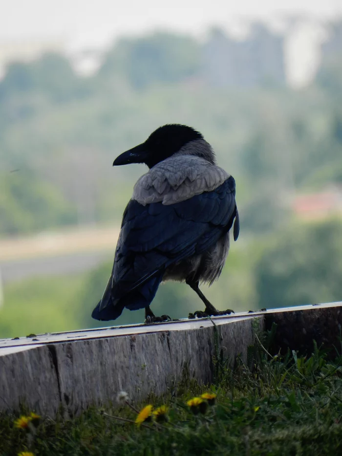 Crow - My, The photo, Kazan, Birds, Crow