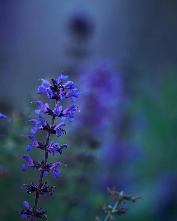 Late summer flowers - My, The photo, Flowers, Wildflowers