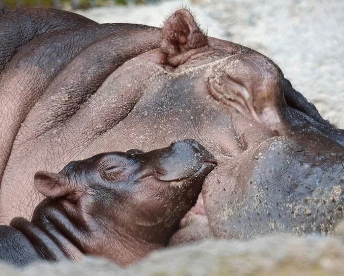 Children are children in Africa too)) - hippopotamus, Africa, Wild animals, Weasel, Milota, Young