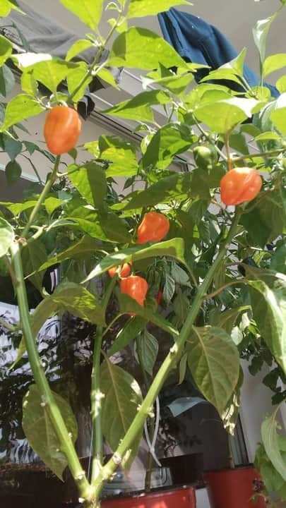 Habanero orange - My, Habanero, Pepper