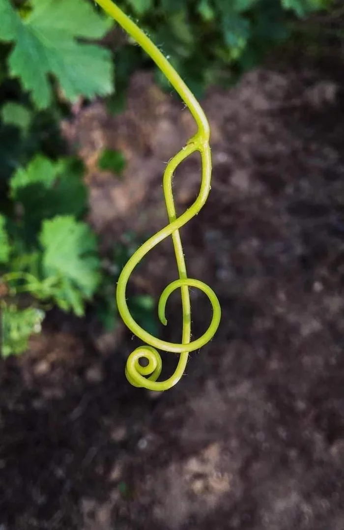 Treble clef - Vine, Treble clef, Flashback, Solfeggio, GIF