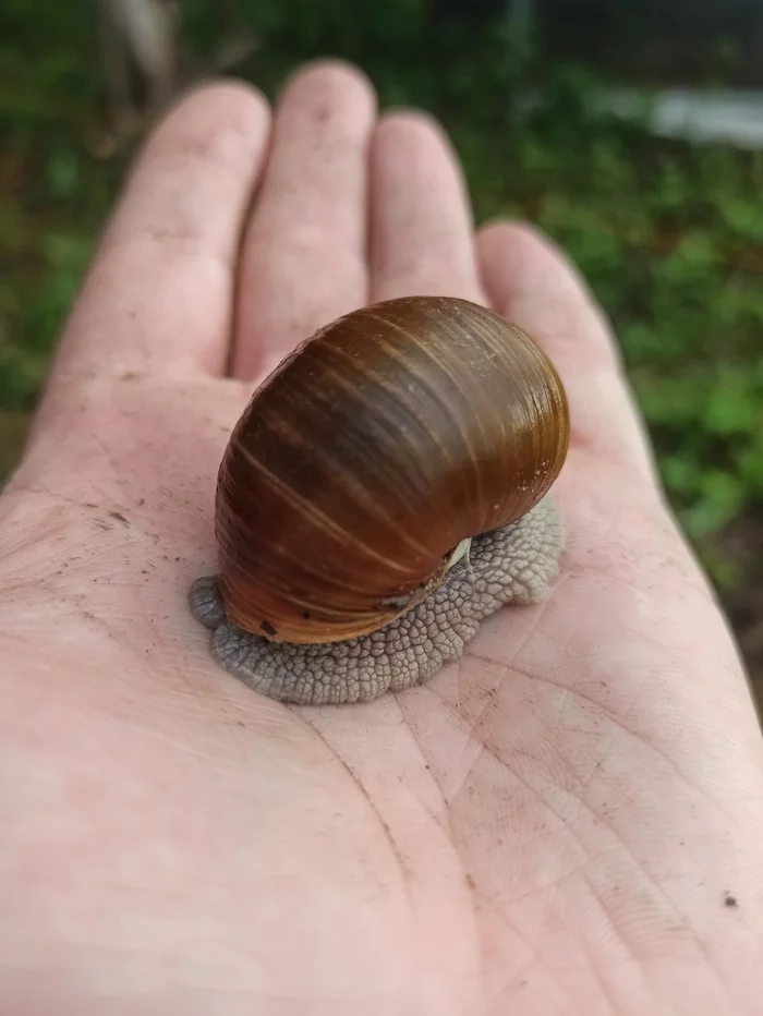 Snail. Just a snail - My, Snail, Grape snail, Cooking, Dacha, Video, Longpost