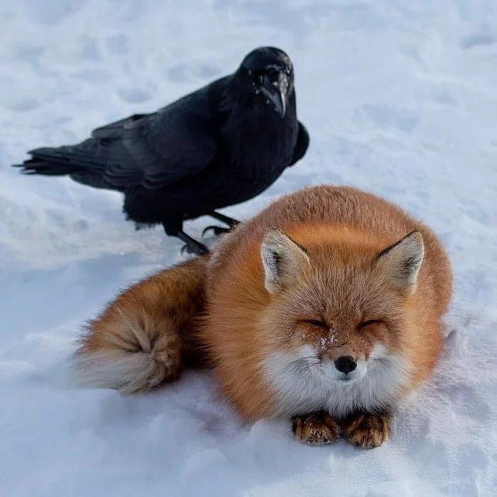 reconciled - Fox, Animals, Crow, Birds, Wild animals, The photo, Snow