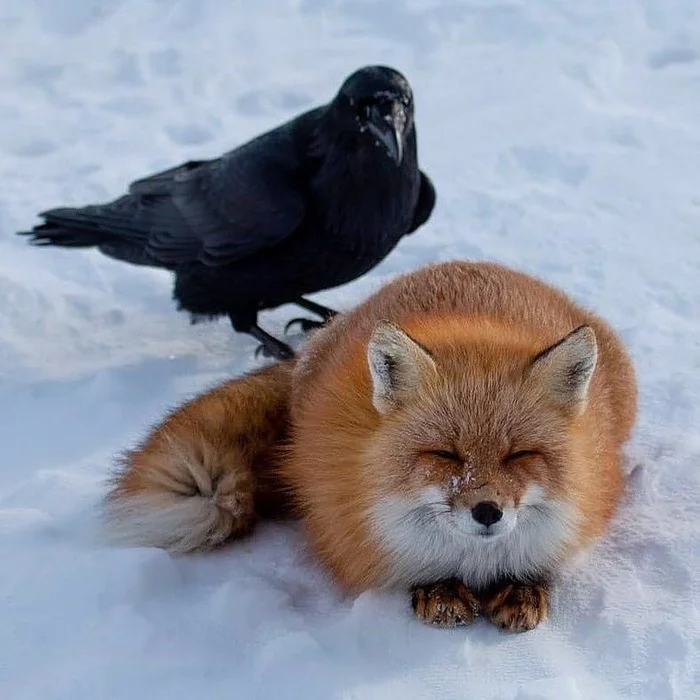 Made up - Fox, Animals, Crow, Birds, Wild animals, The photo, Snow