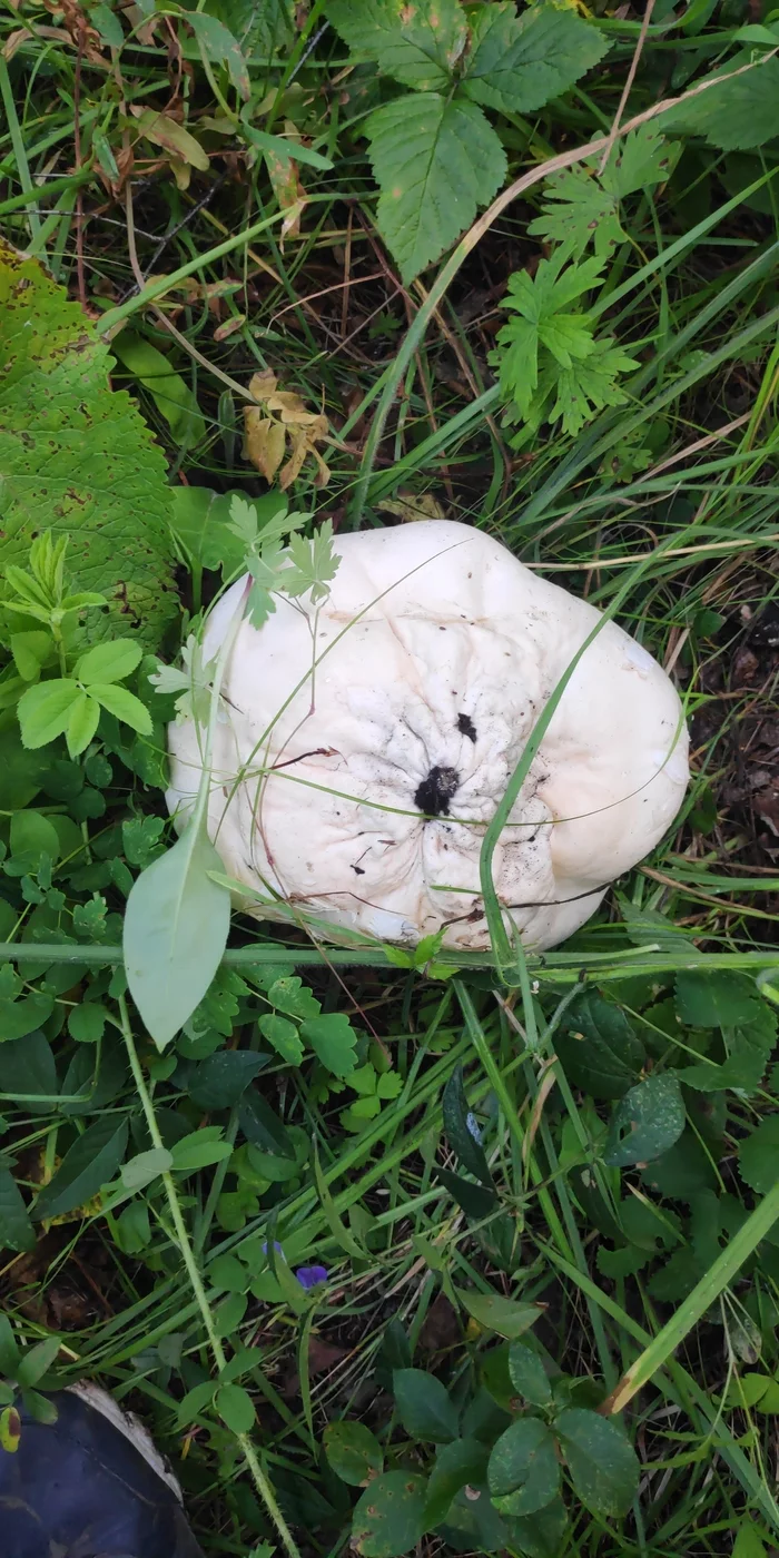 Help me identify this mushroom - My, Identification, Mushrooms, Krasnoyarsk, Longpost
