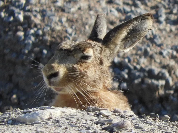 Hares - My, Hare, The photo, Longpost, Animals