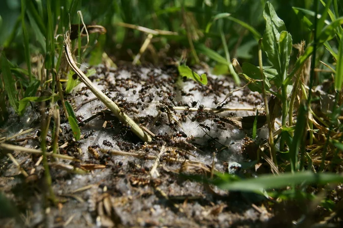 Ants - My, Ants, Macro photography