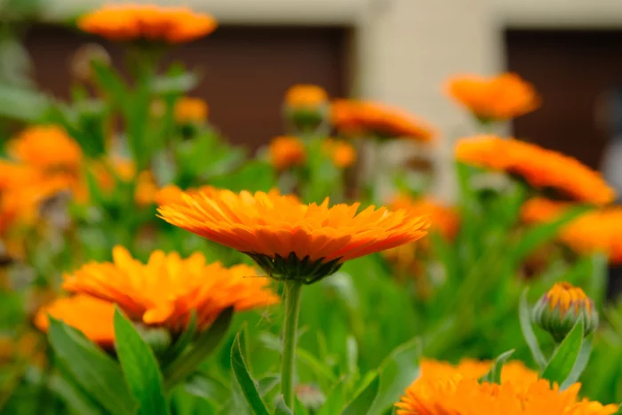 Flowers - My, Flowers, Cosmos, Fujifilm, Longpost, Calendula, The photo