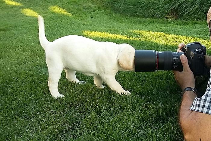 - And click me with the bokeh effect! - Dog, Puppies, Labrador, Milota, Camera, Camera, Photographer, Lens