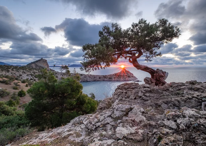 Crimean bonsai - My, Crimea, Landscape, The photo, Nature, The nature of Russia, Sunrise, Sea, New World