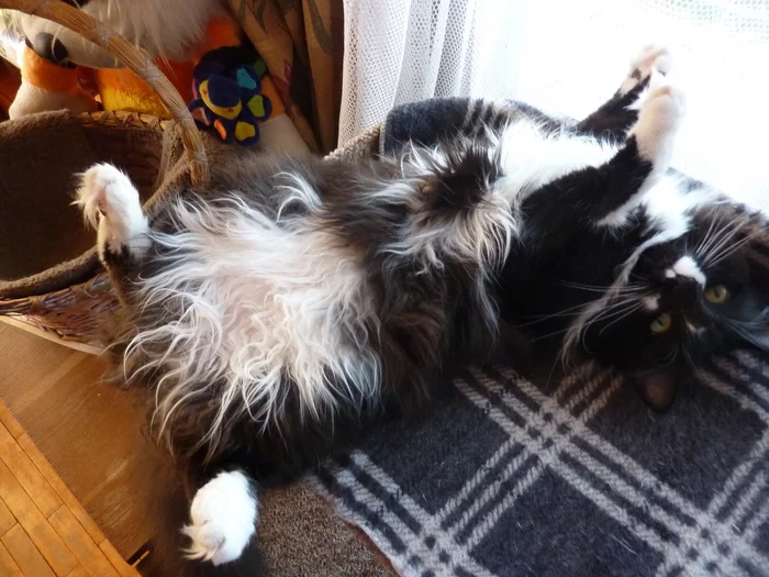 Tsar. Hello, Tsar...Cothambus Berlioz - My, cat, Tsar, Pets, Longpost