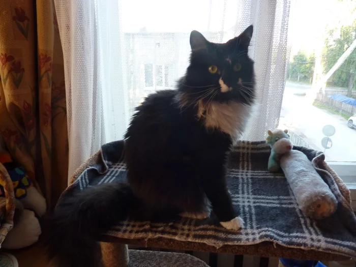 Tsar. Hello, Tsar...Cothambus Berlioz - My, cat, Tsar, Pets, Longpost